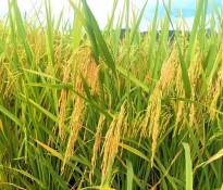 Zʳa(chn)I(y)(bo)桿Ї룺ʮ塻Zʳa(chn)I(y)ΰȫcЧĻʯZʳa(chn)I(y)(bo)-ʮ(zhn)Ҏ(gu)-(zhn)Ҏ(gu)